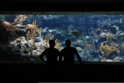 Aquarium in Newcastle